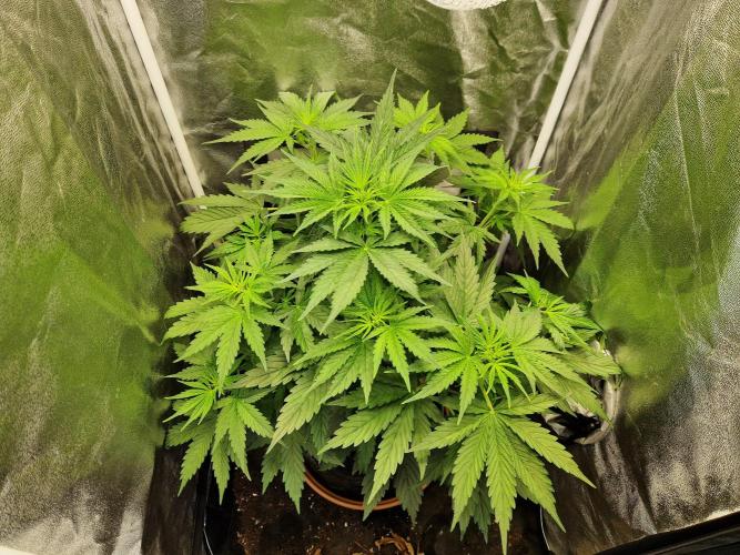 Citrus Venom (Zamnesia Tribe Exclusive). Week 4 - 24.05.26 | Day 27