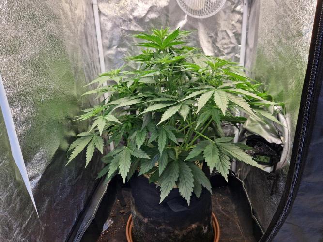 Citrus Venom (Zamnesia Tribe Exclusive). Week 4 - front