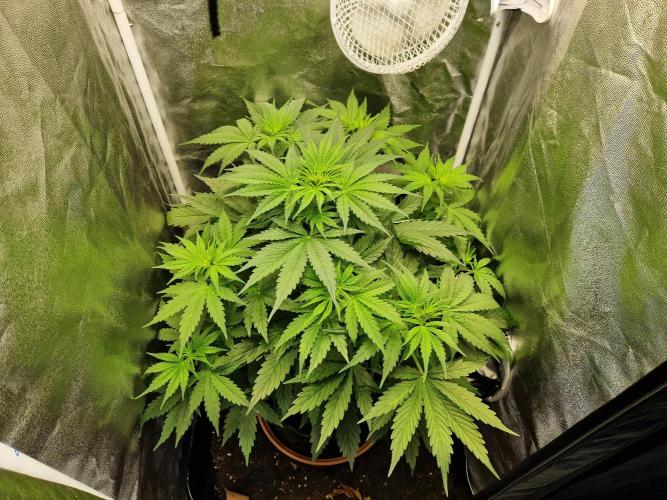Citrus Venom (Zamnesia Tribe Exclusive). Week 4 - 25.05.26 | Day 28