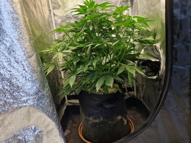 Citrus Venom (Zamnesia Tribe Exclusive). Week 4 - front