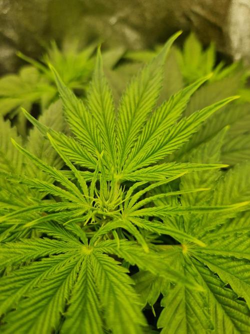 Citrus Venom (Zamnesia Tribe Exclusive). Week 4 - pre flower and tip damage