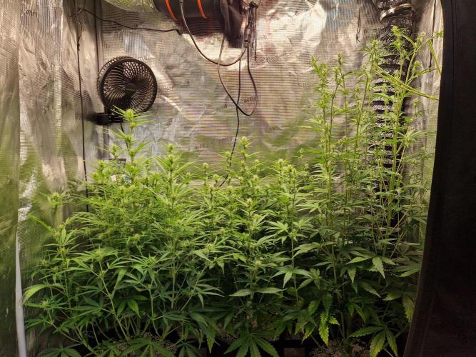 Moonstone. Week 6 - front
