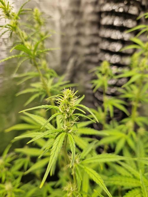 Moonstone. Week 6 - Flower BB#2