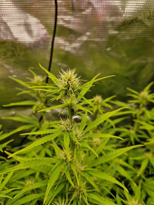 Moonstone. Week 6 - Flower BB#1