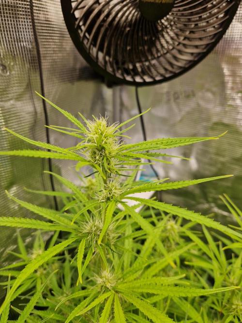 Moonstone. Week 6 - Flower BB#3