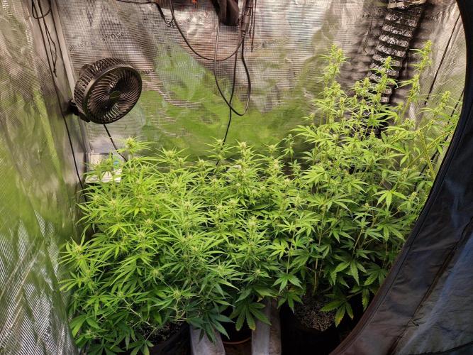 Moonstone. Week 6 - 25.05.26 | Day 46