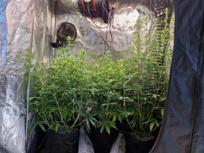 Moonstone. Week 6 - front