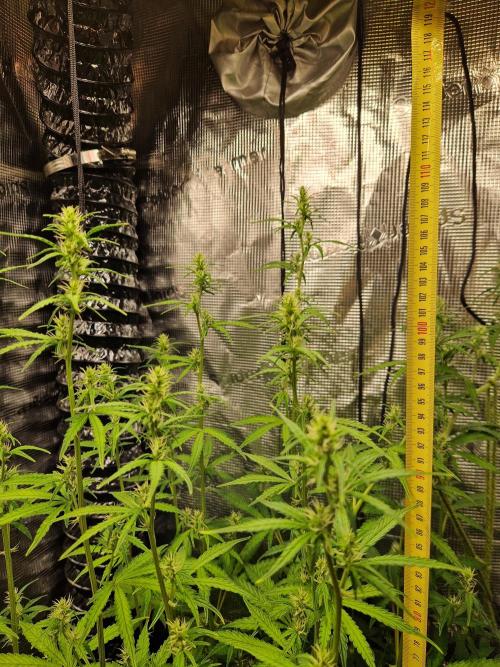Moonstone. Week 6 - hight and flower BB#2 | LST