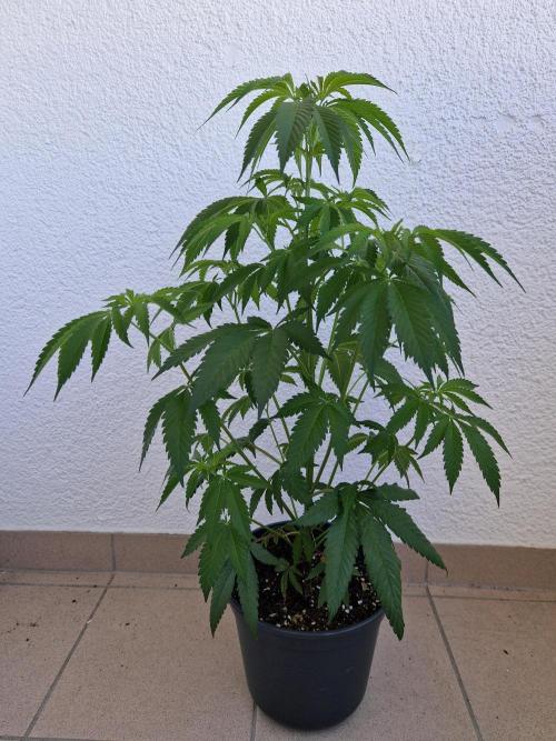 Parentless and (not) sick (anymore). Week 12 - front