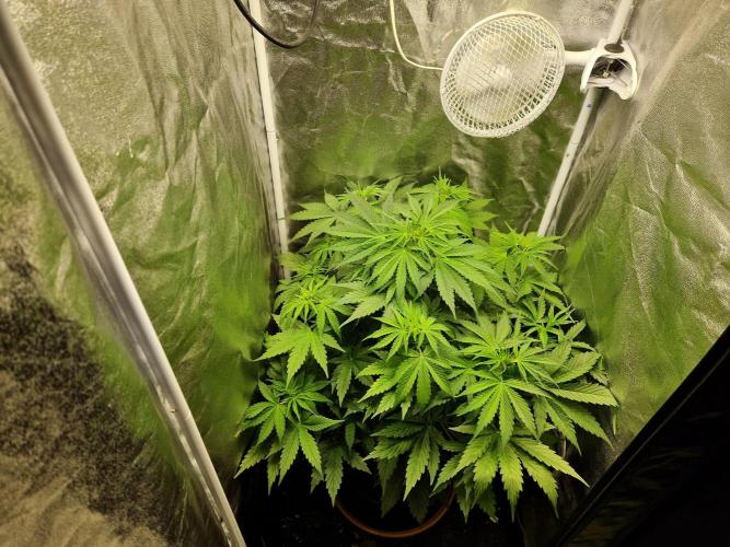 Citrus Venom (Zamnesia Tribe Exclusive). Week 4 - 26.05.26 | Day 29
