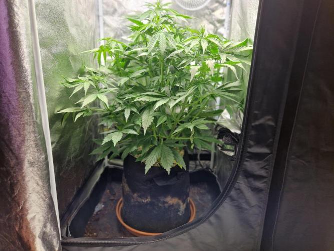 Citrus Venom (Zamnesia Tribe Exclusive). Week 4 - front