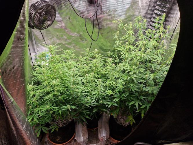 Moonstone. Week 6 - 26.05.26 | Day 47