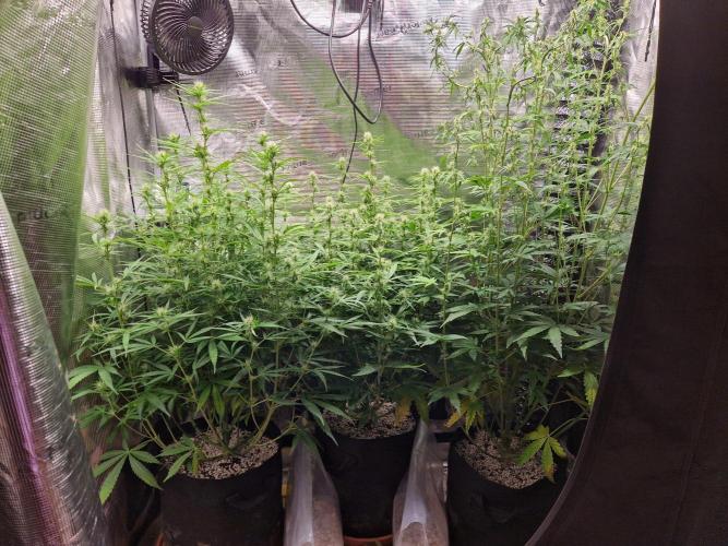 Moonstone. Week 6 - front