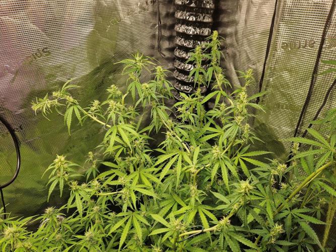 Moonstone. Week 6 - LST on BB#2 