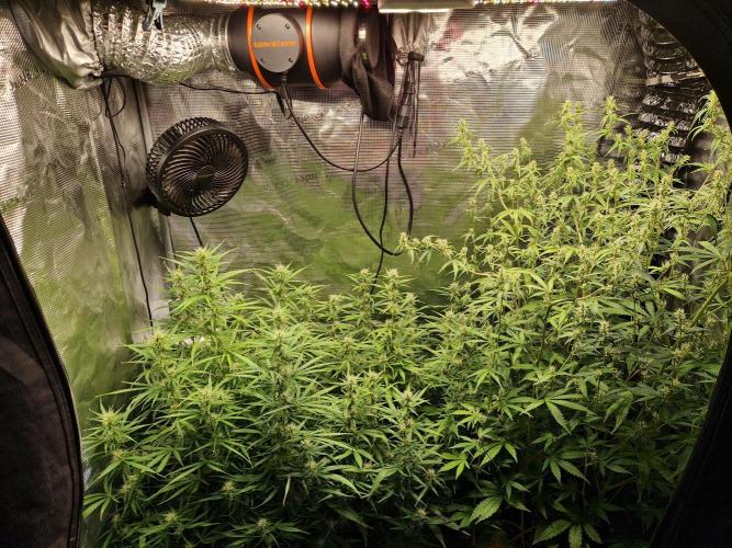 Moonstone. Week 7 - 30.05.26 | Day 51