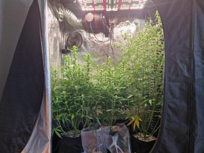Moonstone. Week 7 - front