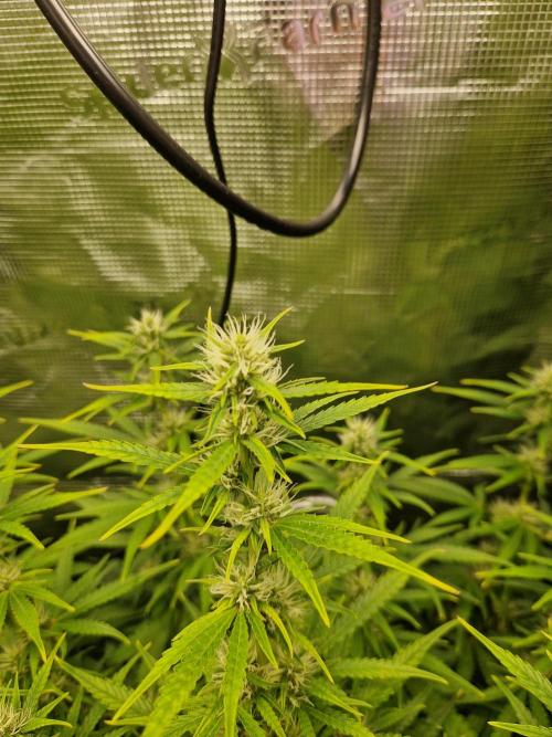 Moonstone. Week 7 - flower BB#1 main cola