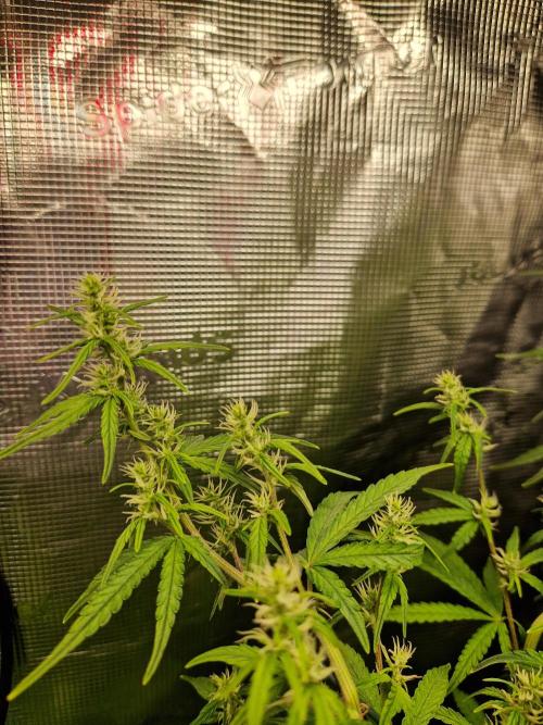 Moonstone. Week 7 - flower BB#2... uhm