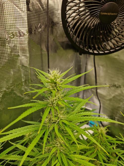 Moonstone. Week 7 - flower BB#3 main cola