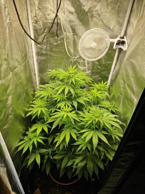 Citrus Venom (Zamnesia Tribe Exclusive). Week 5 - 30.05.26 | Day 33