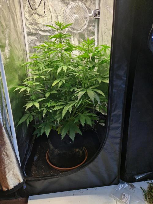 Citrus Venom (Zamnesia Tribe Exclusive). Week 5 - front
