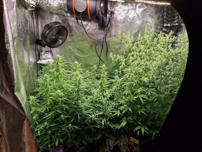 Moonstone. Week 7 - 31.05.26 | Day 52
