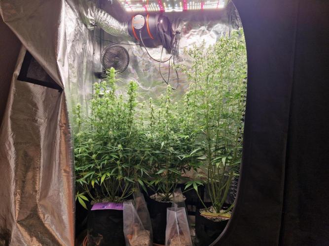 Moonstone. Week 7 - front