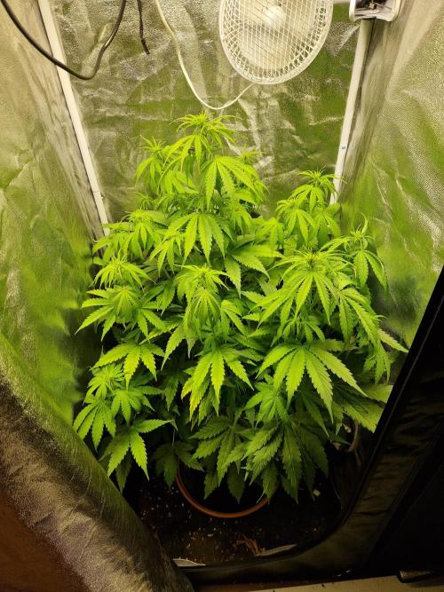 Citrus Venom (Zamnesia Tribe Exclusive). Week 5 - 31.05.26 | Day 34