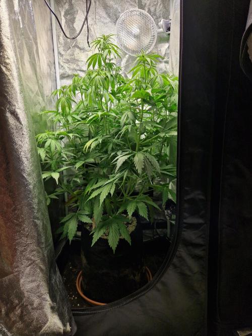 Citrus Venom (Zamnesia Tribe Exclusive). Week 5 - front