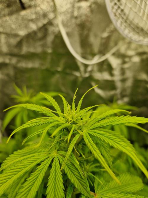 Citrus Venom (Zamnesia Tribe Exclusive). Week 5 - main cola