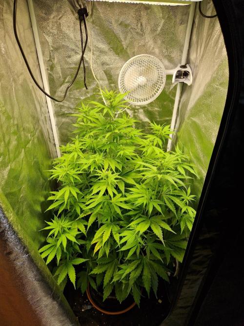 Citrus Venom (Zamnesia Tribe Exclusive). Week 5 - 01.06. - 02.06.26 | Day 35-36