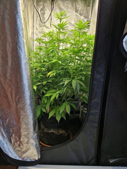 Citrus Venom (Zamnesia Tribe Exclusive). Week 5 - front