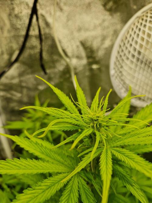 Grow Tent 2'x2' (70x70x160cm). Week 5