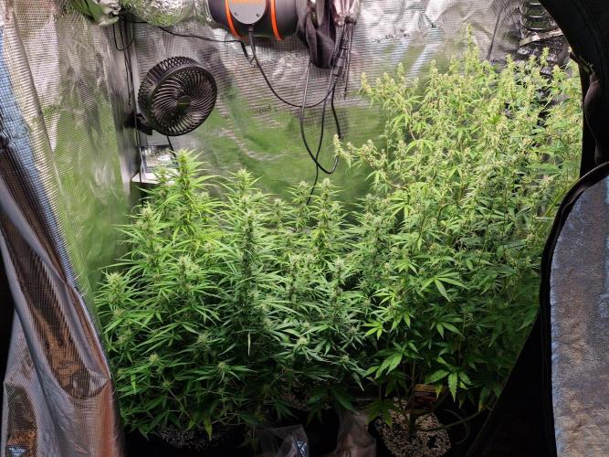 Moonstone. Week 7 - 02.06.26 | Day 54