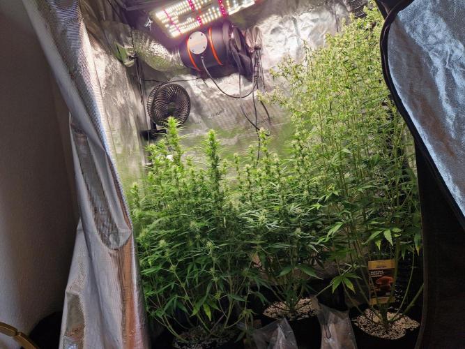 Moonstone. Week 7 - front
