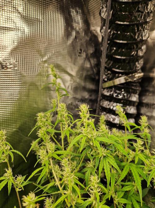 Moonstone. Week 7 - BB#2 flower