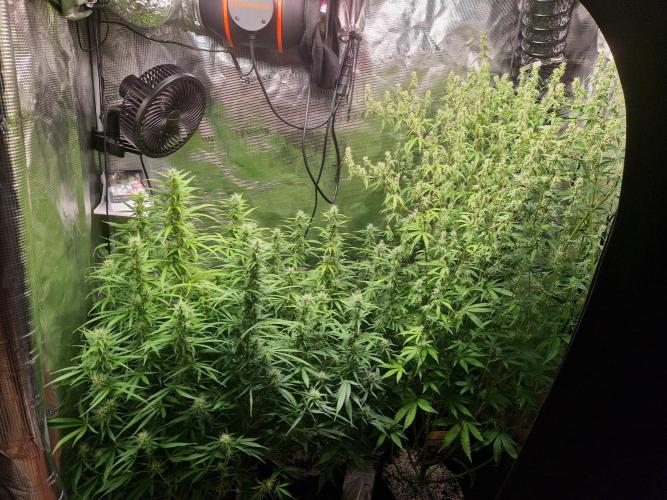 Moonstone. Week 8 - 04.06.26 | Day 56
