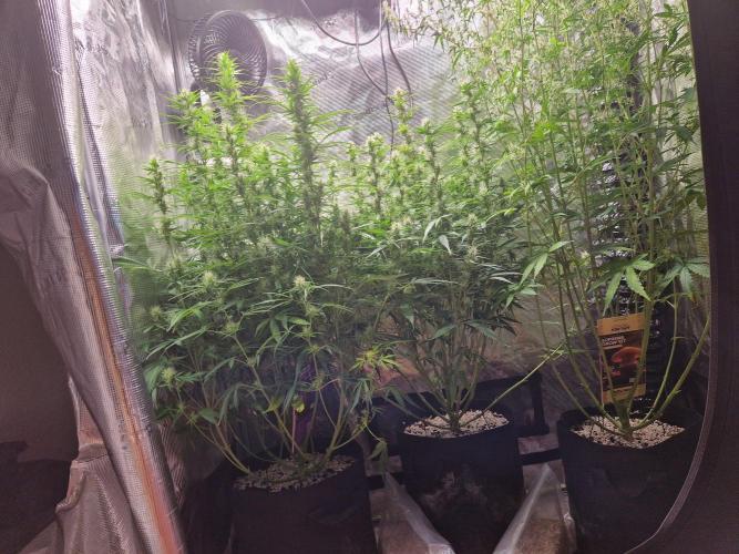 Moonstone. Week 8 - front 