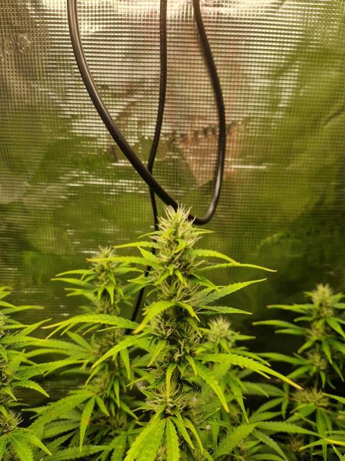 Moonstone. Week 8 - BB#1 | main cola