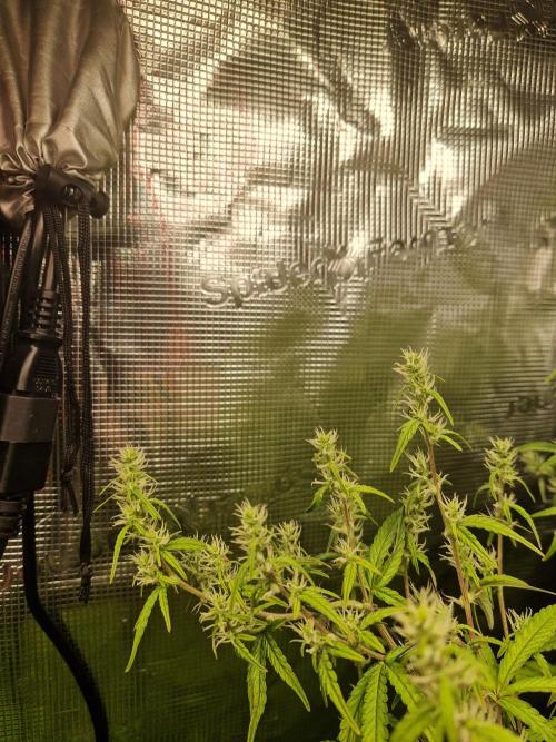 Moonstone. Week 8 - BB#2 | flower cluster #001
