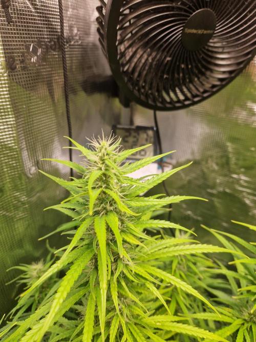 Moonstone. Week 8 - BB#3 | main cola