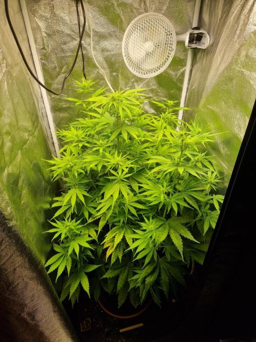 Citrus Venom (Zamnesia Tribe Exclusive). Week 6 - 04.06.26 | Day 38