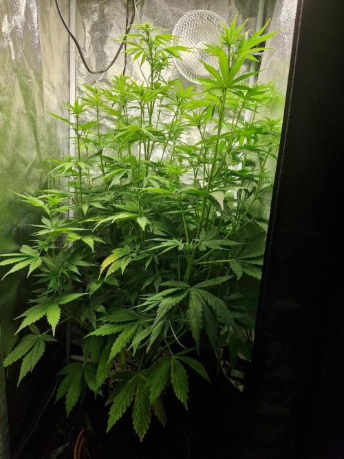 Citrus Venom (Zamnesia Tribe Exclusive). Week 6 - front