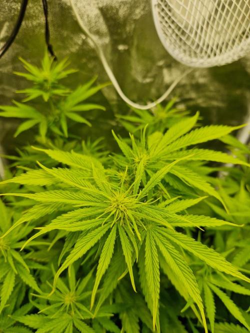 Grow Tent 2'x2' (70x70x160cm). Week 6