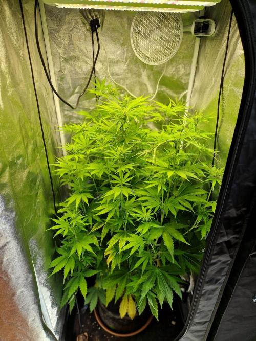 Citrus Venom (Zamnesia Tribe Exclusive). Week 6 - 06.06.26 | Day 40