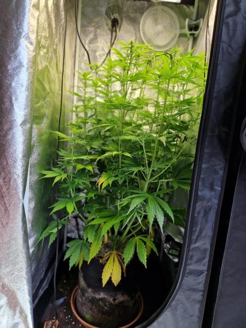 Citrus Venom (Zamnesia Tribe Exclusive). Week 6 - front