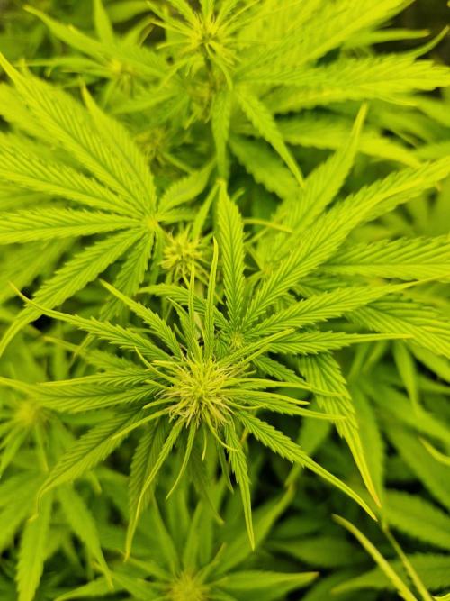 Citrus Venom (Zamnesia Tribe Exclusive). Week 6 - main Cola (LST)