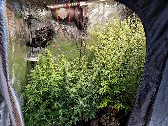 Moonstone. Week 8 - 06.06.26 | Day 58