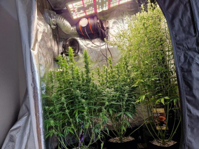 Moonstone. Week 8 - front