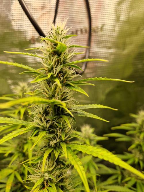Moonstone. Week 8 - BB#1 main cola
